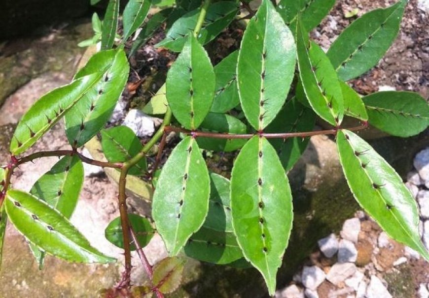 Giới thiệu về cây Xuyên Tiêu (Zanthoxylum nitidum)