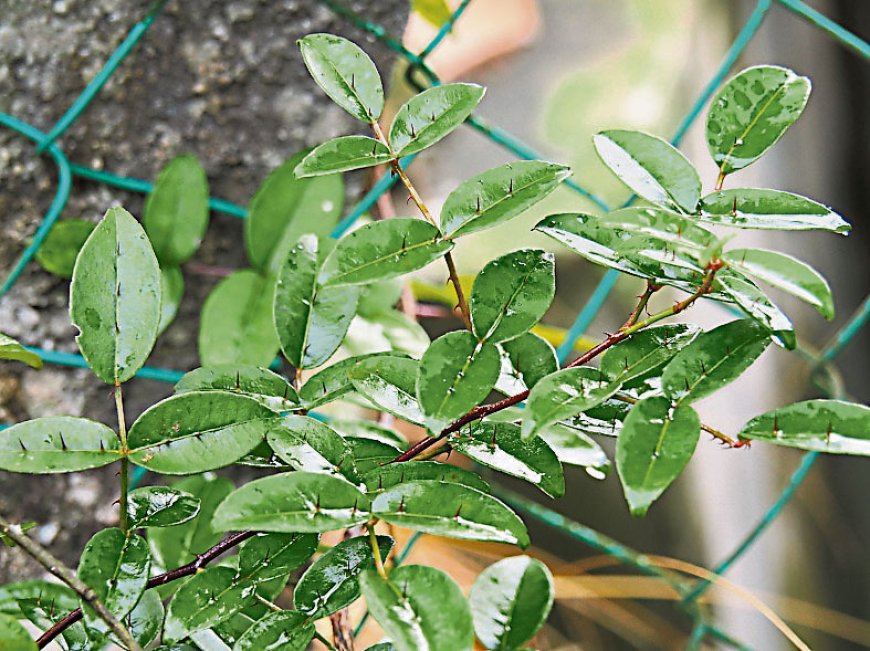 Giới thiệu về cây Xuyên Tiêu (Zanthoxylum nitidum)