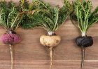 Maca Peru - 'Siêu Thực Phẩm' Hỗ Trợ Sức Khỏe Toàn Diện Cho Phụ Nữ