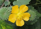 Khám Phá Cây Cối Xay (Abutilon indicum): Nghiên Cứu Khoa Học và Ứng Dụng Dược Liệu