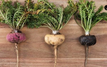 Maca Peru - 'Siêu Thực Phẩm' Hỗ Trợ Sức Khỏe Toàn Diện Cho Phụ Nữ