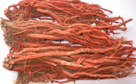 Đan Sâm – Vị Thuốc Quý Với Nhiều Lợi Ích Cho Sức Khỏe