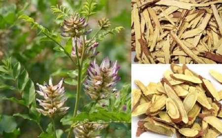 Cam Thảo Bắc - Vị Thuốc Quý Với Nhiều Công Dụng Cho Sức Khỏe