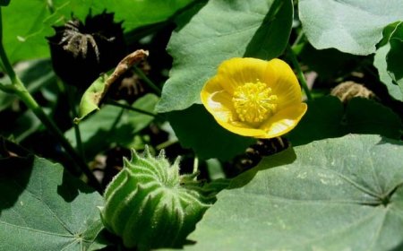 Cây Cối Xay: Dược liệu quý trong y học cổ truyền với tác dụng thanh nhiệt, giải độc và hỗ trợ nhiều bệnh lý