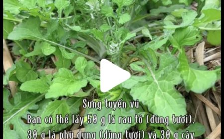 Khám Phá Công Dụng Tuyệt Vời Của Cây Lê Nê, Rau tô (Hemistepta lyrata): Thảo Dược Quý Hỗ Trợ Sức Khỏe và Tiềm Năng Y Học