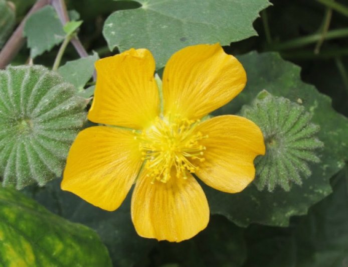 Khám Phá Cây Cối Xay (Abutilon indicum): Nghiên Cứu Khoa Học và Ứng Dụng Dược Liệu
