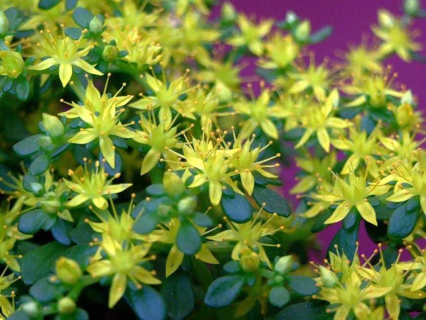 Thủy Bồn Thảo (Sedum sarmentosum) – Vị Thuốc Thanh Nhiệt Từ Thiên Nhiên