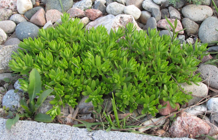 Thủy Bồn Thảo (Sedum sarmentosum) – Vị Thuốc Thanh Nhiệt Từ Thiên Nhiên