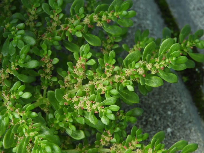 Cây Lăn Tăn - Pilea microphylla: Đặc Điểm, Công Dụng Và Cách Dùng