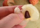 Hạt Vải - Vị Thuốc Đông Y Quý Giá Thường Bị Bỏ Quên