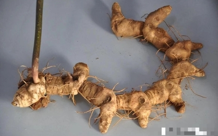 CỦ HOÀNG TINH - LOẠI THẢO DƯỢC QUÝ GIÁ ĐƯỢC NGƯỜI TRUNG QUỐC "QUÝ NHƯ VÀNG"