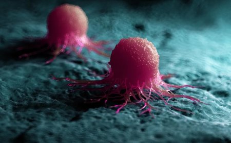 Bước Đột Phá Mới Trong Điều Trị Ung Thư: Biến Khối U Thành Mô Lợn Để Kích Hoạt Hệ Miễn Dịch