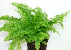 Dương xỉ – Vị thuốc quý trong nhà giúp lọc khí độc, bảo vệ sức khỏe