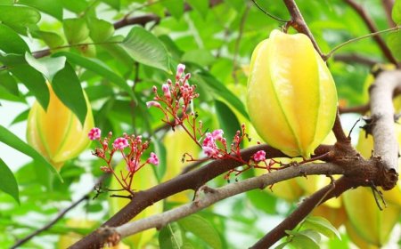 Lá khế chua – Bí quyết dân gian giúp giảm rụng tóc, kích thích mọc tóc tự nhiên