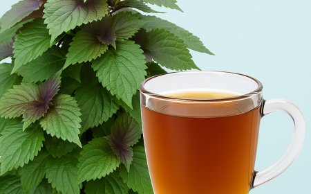 6 Lợi Ích Bất Ngờ Khi Uống Nước Lá Tía Tô Mỗi Ngày – Bí Quyết Sức Khỏe Toàn Diện