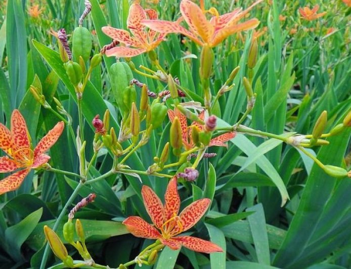 Chất ức chế ung thư phổi tìm thấy trong cây xạ can: Hy vọng mới từ y học cổ truyền