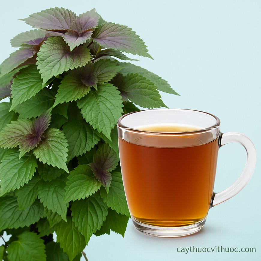 6 Lợi Ích Bất Ngờ Khi Uống Nước Lá Tía Tô Mỗi Ngày – Bí Quyết Sức Khỏe Toàn Diện