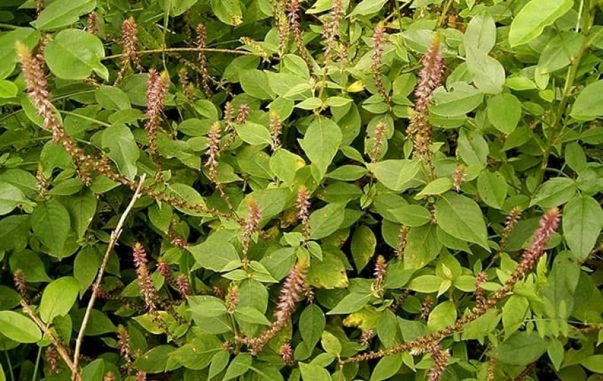 Cây Cỏ Xước – Loại Cây Dại Mọc Đầy Đường Nhưng Lại Là Vị Thuốc Quý Ít Ai Biết