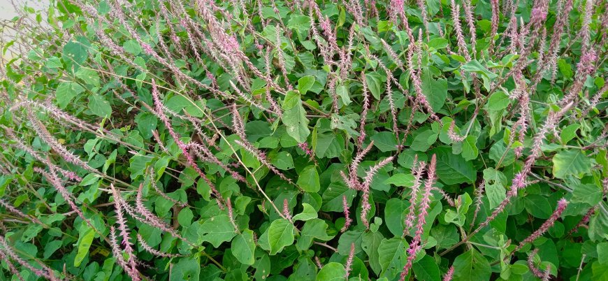 Cây Cỏ Xước – Loại Cây Dại Mọc Đầy Đường Nhưng Lại Là Vị Thuốc Quý Ít Ai Biết