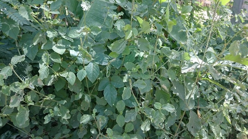 Cây Cỏ Xước – Loại Cây Dại Mọc Đầy Đường Nhưng Lại Là Vị Thuốc Quý Ít Ai Biết