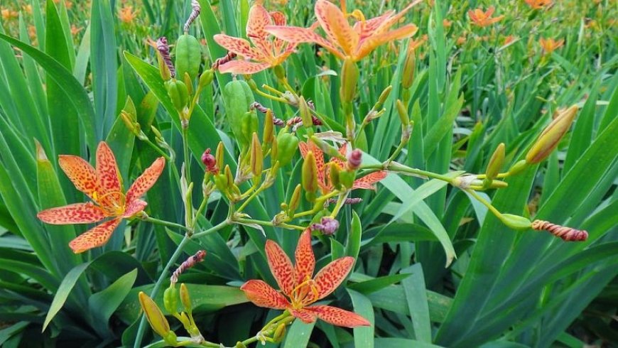 Chất ức chế ung thư phổi tìm thấy trong cây xạ can: Hy vọng mới từ y học cổ truyền