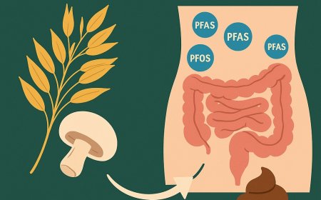 Loại Thực Phẩm Gàu Giàu Chất Xơ Giúp Đào Thải Hóa Chất Gây Ung Thư Khỏi Cơ Thể