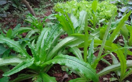 Rau Diếp Thơm – 'Kho Canxi Xanh' Giúp Bổ Xương, Tăng Sức Đề Kháng Mỗi Ngày