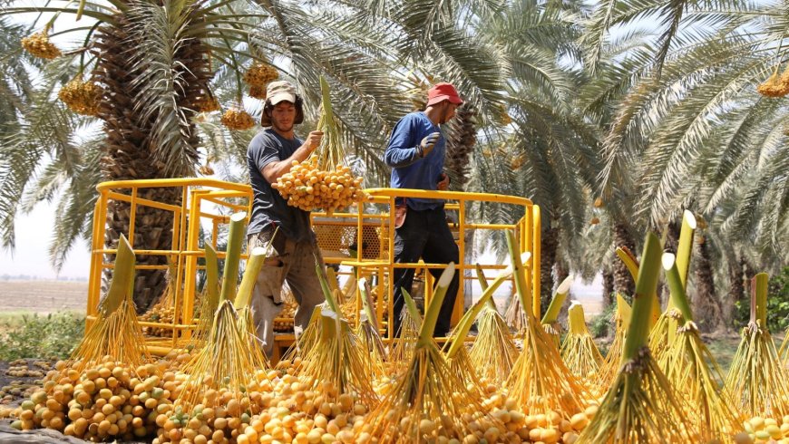 Quả Chà Là ở Việt Nam: Từ Loại Quả Quý Tộc Đến Siêu Thực Phẩm Cho Sức Khỏe