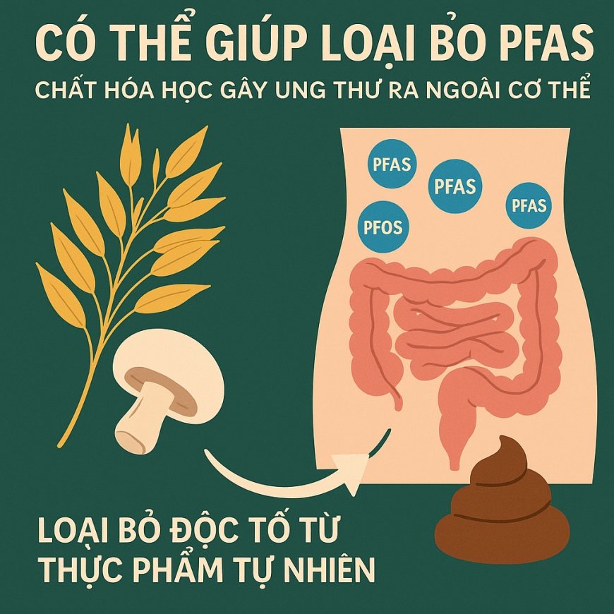 Loại Thực Phẩm Gàu Giàu Chất Xơ Giúp Đào Thải Hóa Chất Gây Ung Thư Khỏi Cơ Thể