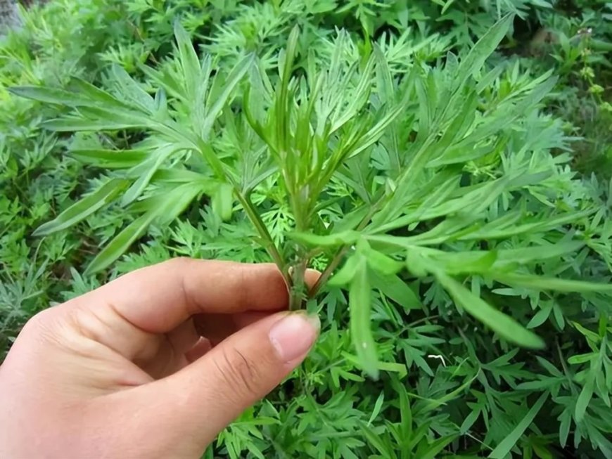 Ngải Cứu: Thảo Dược Dân Gian Quen Thuộc, Công Dụng Địa Chỉ Và Lưu Ý