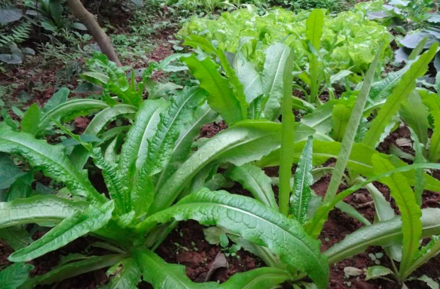 Rau Diếp Thơm – 'Kho Canxi Xanh' Giúp Bổ Xương, Tăng Sức Đề Kháng Mỗi Ngày