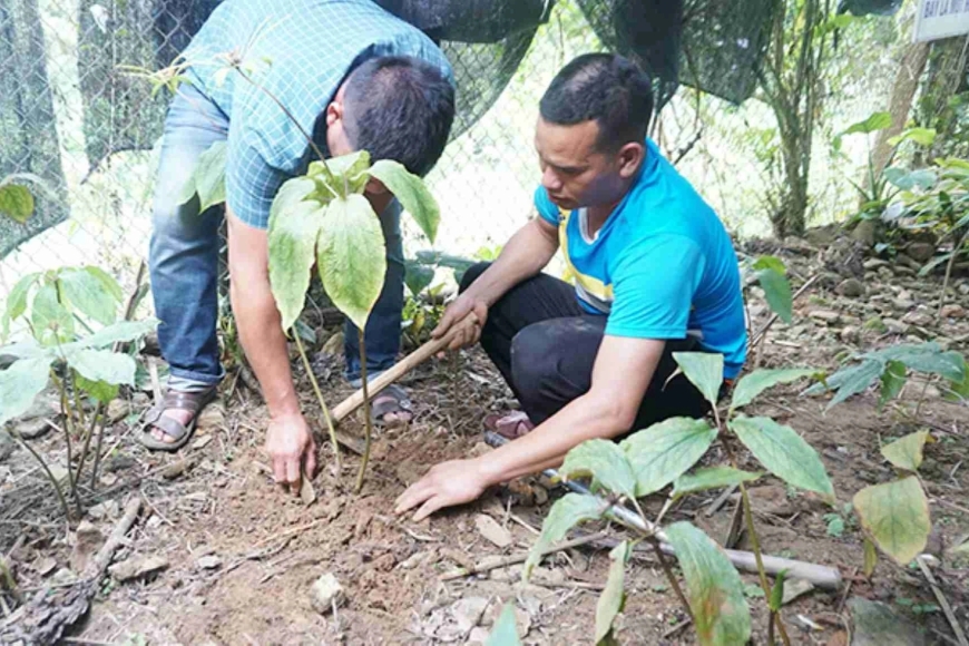 Quảng Ngãi: Điều tra hai đề tài khoa học hàng tỷ đồng thất bại liên quan đến cây dược liệu