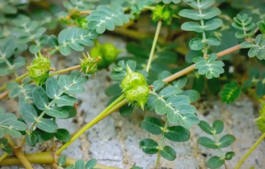 Bạch Tật Lê – Loài Cỏ Dại 'Hóa Vàng' Cho Sức Khỏe Nam Giới