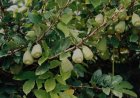 Cây Trâu Cổ (Ficus pumila L.) – Dược Liệu Dân Gian Với Nhiều Công Dụng Quý