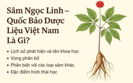 Sâm Ngọc Linh – Quốc Bảo Dược Liệu Việt Nam Là Gì?