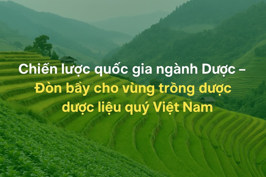 Chiến lược quốc gia ngành Dược – Đòn bẩy cho vùng trồng dược liệu quý Việt Nam