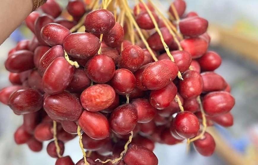 Khám Phá 12 Tác Dụng Tuyệt Vời Của Quả Chà Là – Loại “Siêu Thực Phẩm” Từ Thiên Nhiên