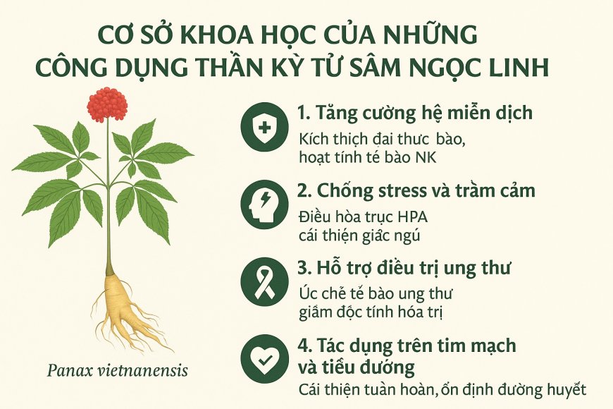 Cơ Sở Khoa Học Của Những Công Dụng Thần Kỳ Từ Sâm Ngọc Linh