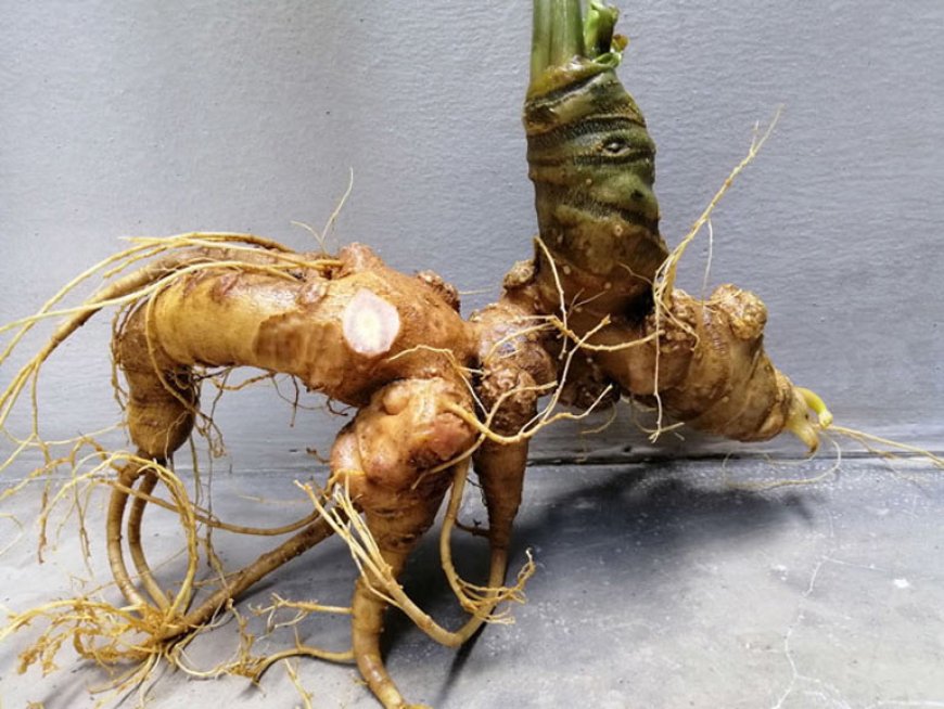 Dùng Sâm Ngọc Linh Sao Cho Đúng Cách, Hiệu Quả Và Tiết Kiệm?