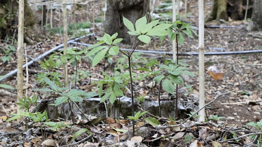 Những Người Giữ Hồn Sâm Ngọc Linh