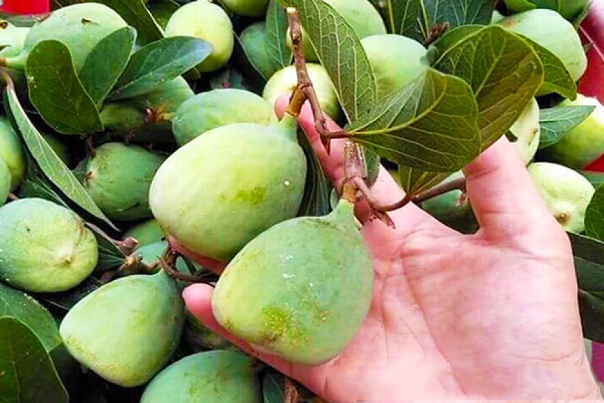 Cây Trâu Cổ (Ficus pumila L.) – Dược Liệu Dân Gian Với Nhiều Công Dụng Quý