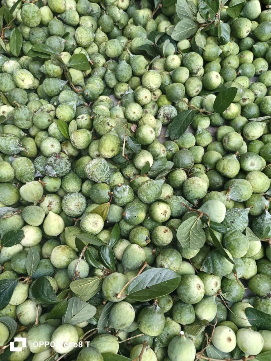 Cây Trâu Cổ (Ficus pumila L.) – Dược Liệu Dân Gian Với Nhiều Công Dụng Quý