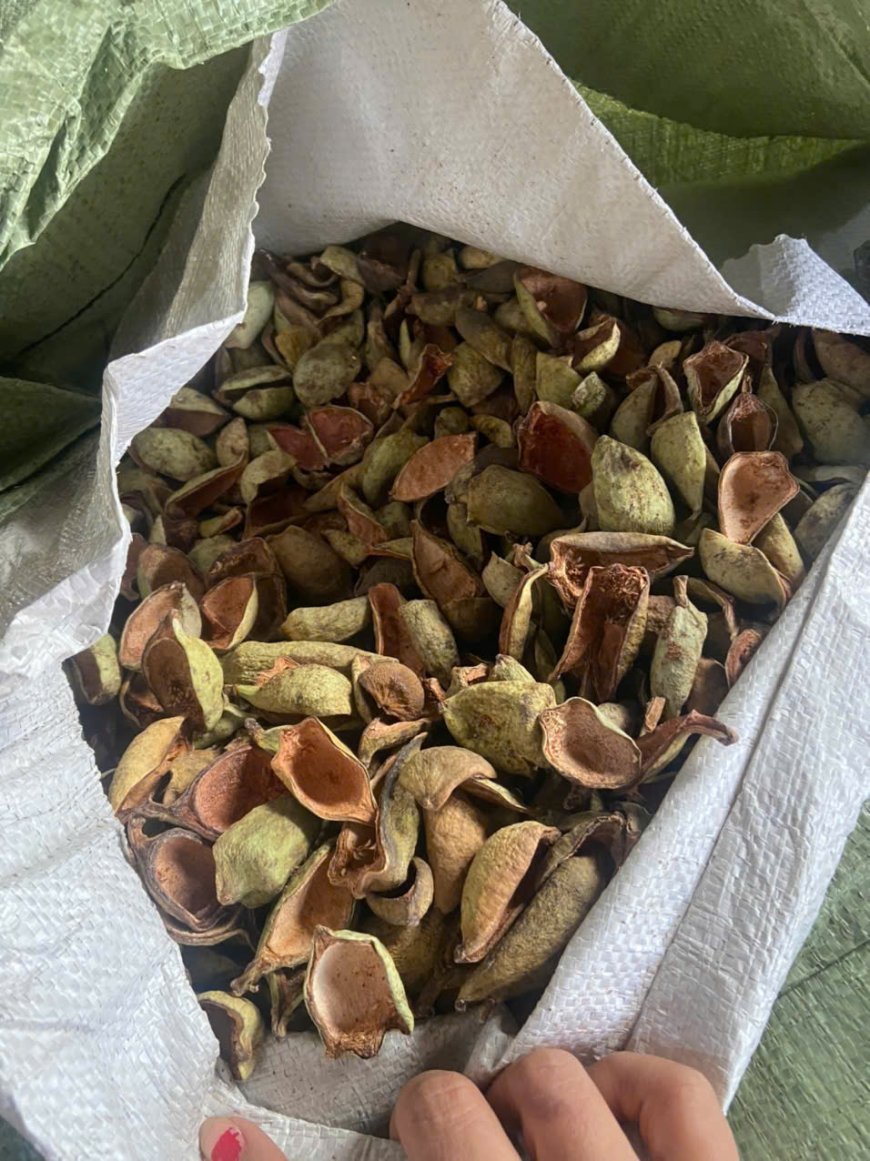 Cây Trâu Cổ (Ficus pumila L.) – Dược Liệu Dân Gian Với Nhiều Công Dụng Quý