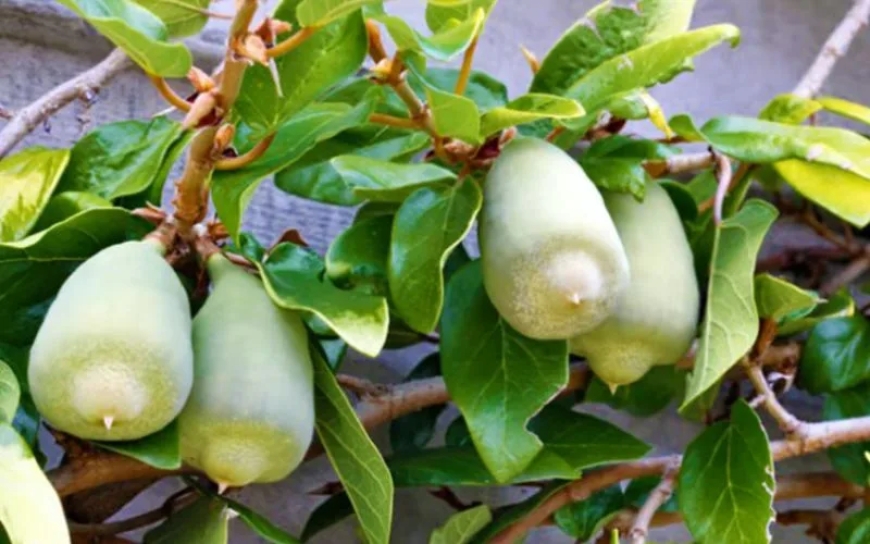 Cơ Sở Khoa Học Về Hoạt Chất Và Tác Dụng Sinh Học Của Cây Trâu Cổ (Ficus pumila L.)