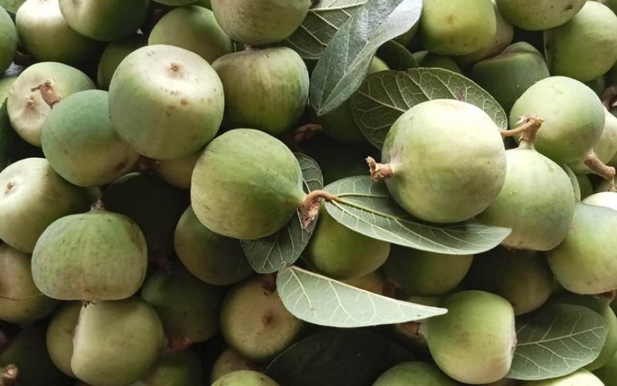 Cơ Sở Khoa Học Về Hoạt Chất Và Tác Dụng Sinh Học Của Cây Trâu Cổ (Ficus pumila L.)