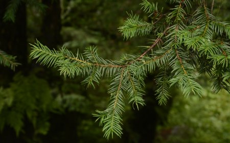 Phát hiện “báu vật đỏ” ở Lâm Đồng, chứa hoạt chất đắt đỏ hàng trăm nghìn USD/kg