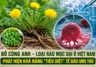 Bồ công anh và tiềm năng nghiên cứu hỗ trợ điều trị ung thư đại trực tràng