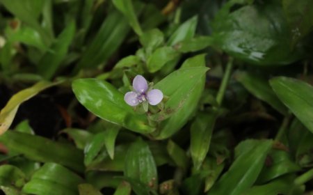 Cây Bao Tử (Linh Chi Thảo)