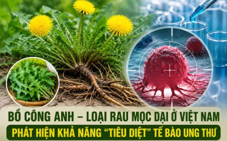 Bồ công anh và tiềm năng nghiên cứu hỗ trợ điều trị ung thư đại trực tràng