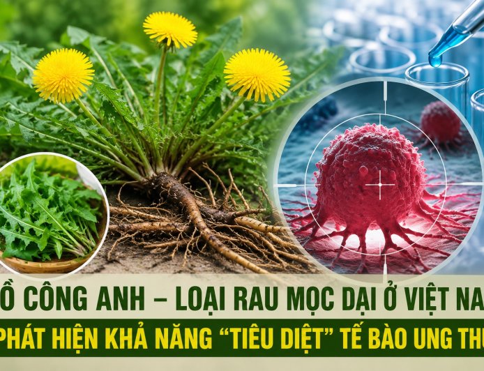 Bồ công anh và tiềm năng nghiên cứu hỗ trợ điều trị ung thư đại trực tràng